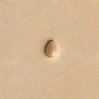 P972 Matoir Craftool® Sur L'Ombrage Des Poires - Fourniture maroquinerie cuir