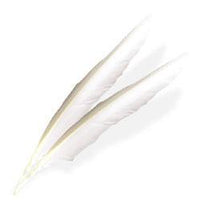 Plumes D'Ailes Blanches, Paquet De 6